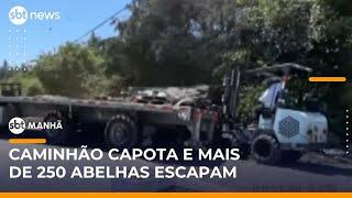 Caminhão com colmeias tomba e milhões de abelhas fogem nos Estados Unidos