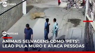 Polícia prende dono de leão que atacou pedestres no Paquistão | #SBTNotícias