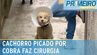 Cachorro resgatado passa por cirurgia e precisa de novo lar | Primeiro Impacto (20/12/24)