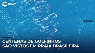 Grupo de golfinhos é visto em Arraial do Cabo | #SBTNews (21/05/25)