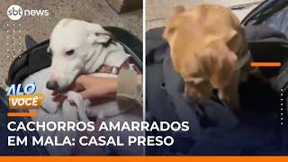 Casal é preso ao tentar embarcar com cães amarrados dentro da mala | #AlôVocê (06/06/25)