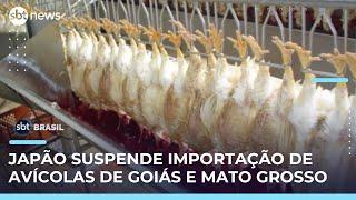 Restrições sanitárias levam Japão a barrar carne de aves do Brasil | #SBTBrasil 