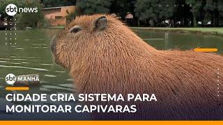 Curitiba lança “capivarômetro” para monitorar capivaras na cidade | #SBTManhã (30/05/25)