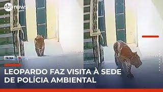 Leopardo invade prédio de força policial e reserva ambiental na Índia | #TanaHora