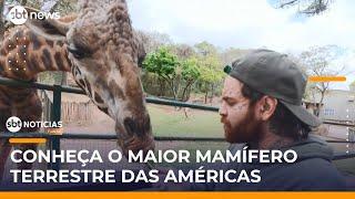 Expedição Animal visita Zooparque de Itatiba e mostra maior mamífero  das Américas | #SBTNoticias