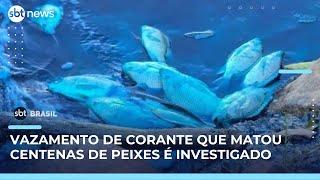 MP investiga vazamento que matou peixes e coloriu lago no interior de SP | SBT Brasil (16/05/25)