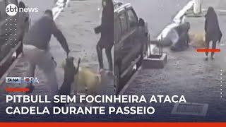 Ataque de pitbull sem focinheira a shar-pei assusta moradores de Perdizes (SP) | #TanaHora