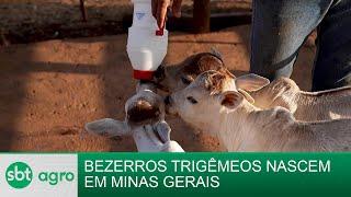 Vaca dá à luz a trigêmeos no interior de Minas Gerais | SBT Agro