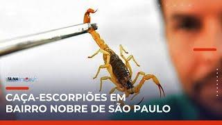 Infestação de escorpiões assusta moradores da região da Lapa (SP) | Tá na Hora (20/05/25)