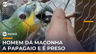 Homem é preso por dar maconha a papagaios em criadouro ilegal | #SBTManhã
