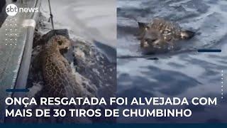 Onça resgatada no Rio Negro foi alvejada com mais de 30 tiros de chumbinho