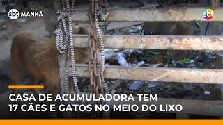 Casa de acumuladora com animais em condições insalubres é alvo de mandado em SP | #SBTManha