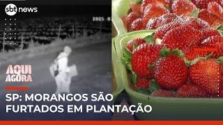 Suspeito furta plantação de morangos em Jarinu (SP) para revender fruta | #AquiAgora