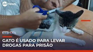 “Narcogato“: felino é usado para levar drogas para detentos na Costa Rica | Tá na Hora (19/05/25)