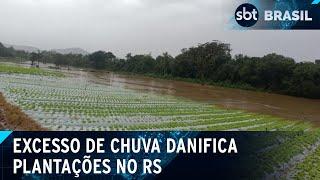 Rio Grande do Sul espera água baixar para calcular prejuízos nas plantações  - SBT Brasil (18/05/24)