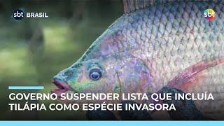 Governo suspende lista que incluía tilápia como espécie exótica invasora 