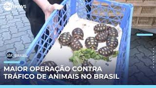 Polícia Civil realiza maior operação contra tráfico de animais silvestres no Brasil | #SBTBrasil 