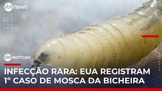 "Mosca da bicheira": Primeiro caso de parasita carnívoro é confirmado nos EUA | #SBTNotícias