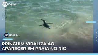 Pinguim encanta banhistas na Praia do Arpoador (RJ)  | #SBTBrasil 