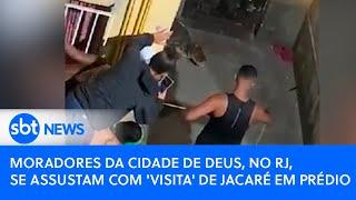 Moradores da Cidade de Deus, no RJ, se assustam com 'visita' de Jacaré em prédio