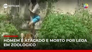▶️ AO VIVO | SBT Notícias: Homem morre ao invadir jaula de leoa em zoológico de João Pessoa