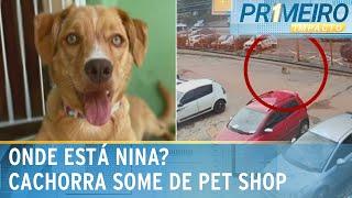 Cachorrinha desaparece após ser levada ao pet shop | Primeiro Impacto (30/01/25)