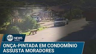 Onça-parda é flagrada circulando em condomínio de Mairiporã (SP) | #SBTNews Manhã (20/12/24)