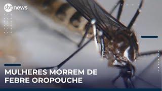 Rio de Janeiro confirma duas novas mortes por febre oropouche | #SBTNews Manhã (22/05/25)