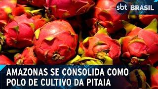 Cultivo de pitaia: fruta se adapta ao clima tropical e apresenta boas safras | SBT Brasil (27/11/24)