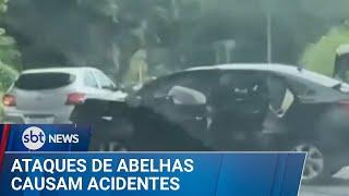 Enxame de abelhas provoca acidentes e ocupantes de carro pulam em rio | #SBTNews (28/12/24)