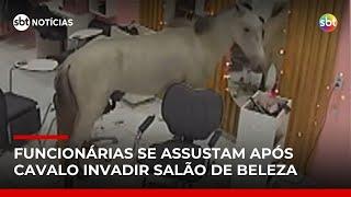Cavalo invade salão de beleza e encara o espelho em Teresina | #SBTNotícias