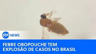 Giro News: Febre oropouche tem explosão de casos no Brasil
