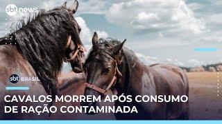 Ministério da Agricultura investiga mortes de cavalos em Haras após consumo de ração | #SBTBrasil 