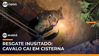 Cavalo cai em cisterna de 6 metros de profundidade e é resgatado | #SBTManhã (28/05/25)