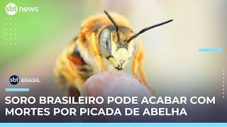Novo soro contra picadas de abelha pode salvar vidas; ataques aumentaram no país | #SBTBrasil 