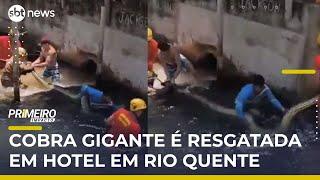 Sucuri de 5 metros é encontrada em resort lotado em Goiás | #PrimeiroImpacto