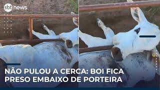 Boi fica preso embaixo de porteira e é salvo por funcionário em fazenda | #SBTNews Manhã (21/05/25)