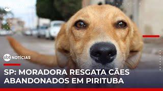 Mulher resgata cães abandonados na zona oeste de SP  | #SBTnoticias