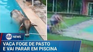 Vaca foge de pasto e vai parar em piscina de casa vizinha | #SBTNews (28/12/24)