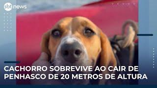 Cachorro é resgatado após cair de penhasco no Paraná | #SBTNews (24/04/25)