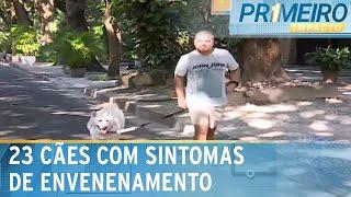 Moradores da Tijuca, no Rio, denunciam envenenamento de cães | Primeiro Impacto (04/07/24)