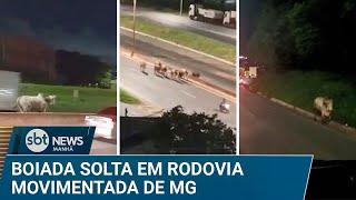 Bois são flagrados soltos em rodovia movimentada de BH | #SBTNews Manhã (20/12/24)