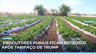 Primeiros meses de 2025 exportações do Brasil para os EUA atingiram recorde | #SBTBrasil 