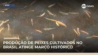 Piscicultura brasileira supera 1 milhão de toneladas e bate recorde em 2025 | #NewsPrimeiraEdição