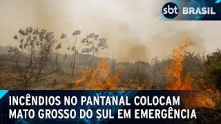 Incêndios no Pantanal: Mato Grosso do Sul decreta situação de emergência | SBT Brasil (24/06/24)