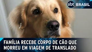 Cadela morre em viagem e família recebe corpo em caixa de gelo | SBT Brasil (05/07/24)