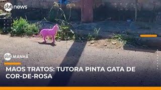 Gata cor-de-rosa: Tutora conta ter pintado o animal com tinta de madeira | #SBTManhã