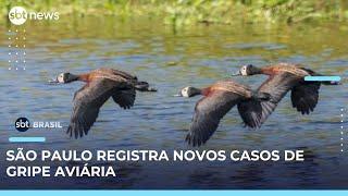 3 novos casos de gripe aviária são registrados no Parque do Ibirapuera, em SP  | #SBTBrasil