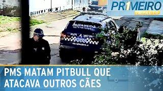 Polícia mata pitbull que atacava outros cães em bairro do Gama (DF) | Primeiro Impacto (25/03/25)