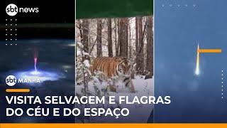 Flagras do mundo: Fenômenos raros no espaço e encontro selvagem com tigre | #SBTManhã